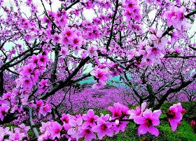 桃花的朗读
