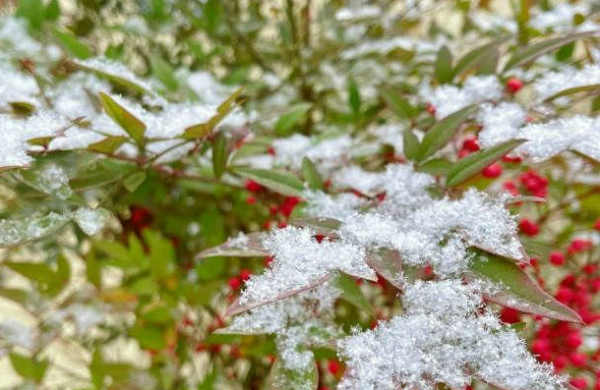 安俊维|雪夜围炉读旧书