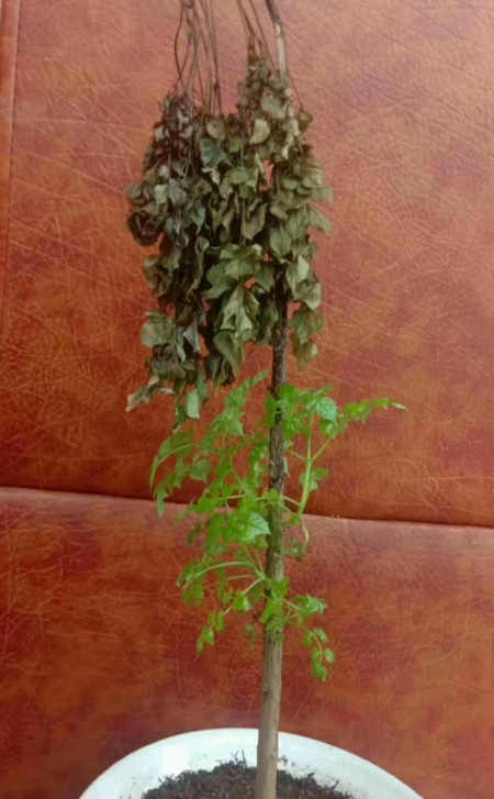 七绝/观花随感