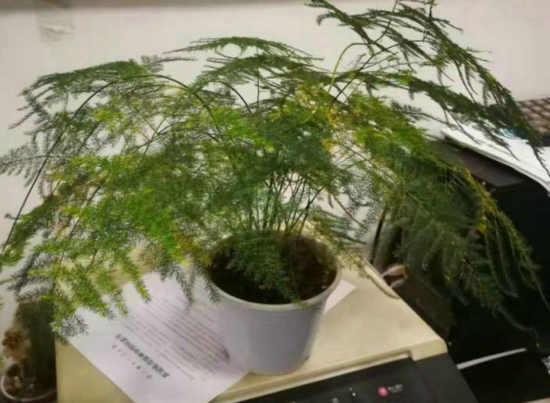 汪国生|赏文竹
