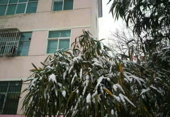 汪国生|雪竹图