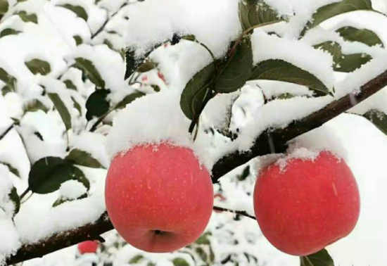 五律/辛丑九月初五初雪