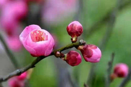 七律/花开时节(新韵)