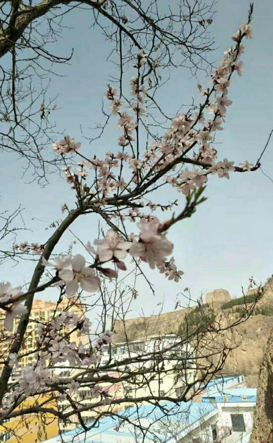 七绝/春上枝头