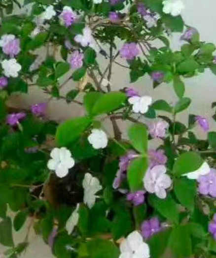 汪国生|茉莉花
