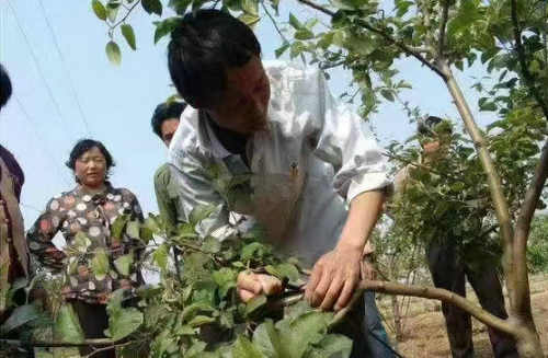汪国生|果农泪
