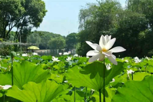 张艺帆|夏