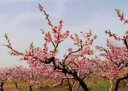 艾叶|春晓四首