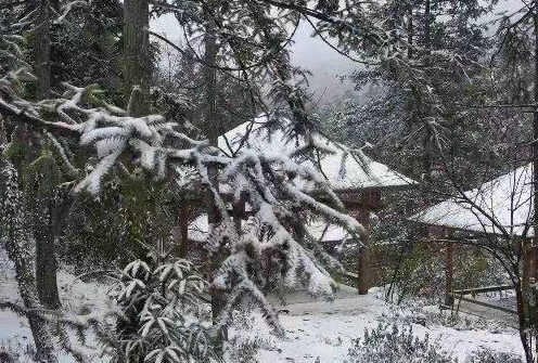 艾叶|雪霁