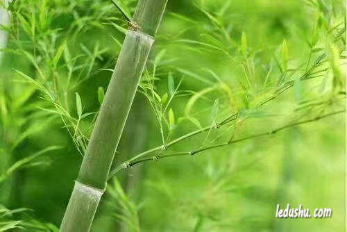张彩萍|咏竹