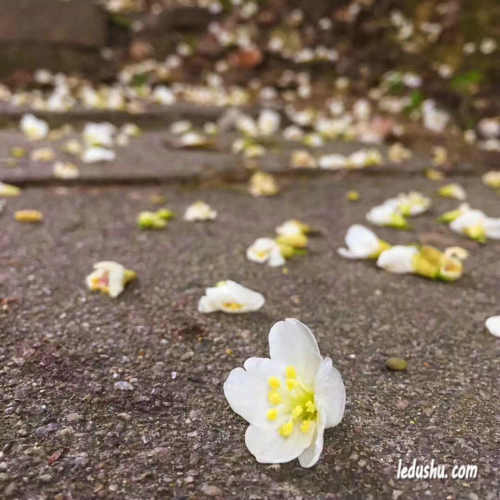 张彩萍|咏落花
