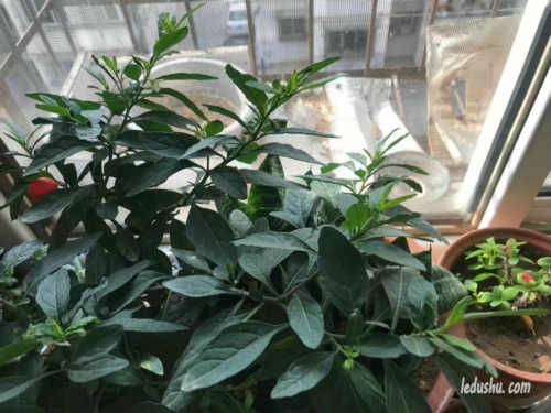 张彩萍|养花杂感