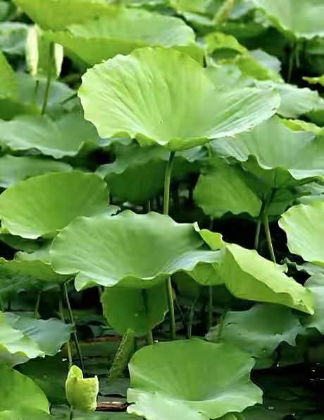 张彩萍|荷塘