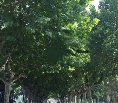 七绝/放学