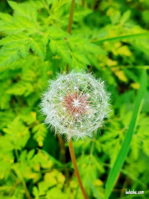 任瀚博|雨落窗棂，花慰人心