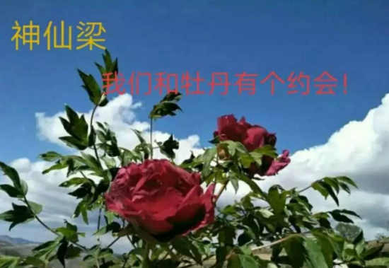 牡丹，开在那座浴过风的山梁上