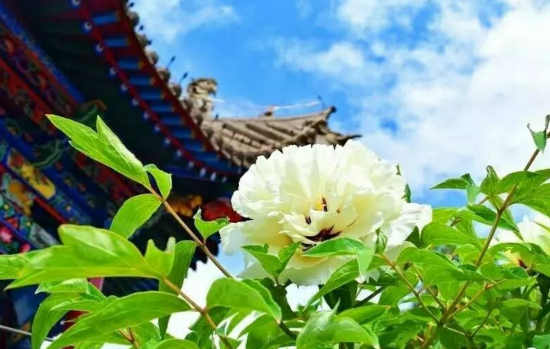 咏王铺牡丹