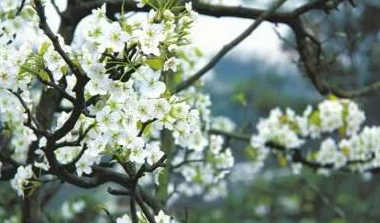 刘彤|满目梨花