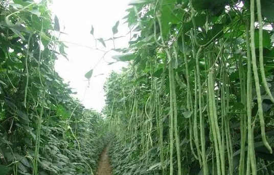 徐翔|豆角收留她落下的白头发(组诗)