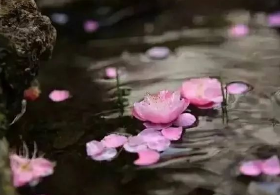蔡小英|伤逝