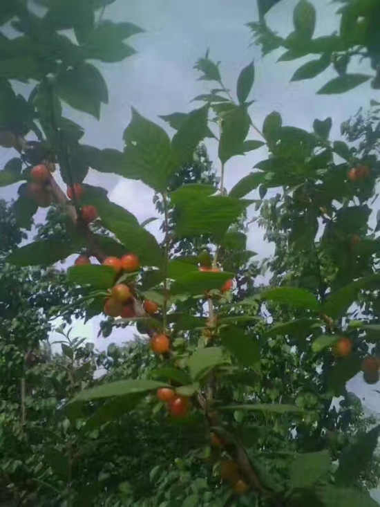 端午感怀