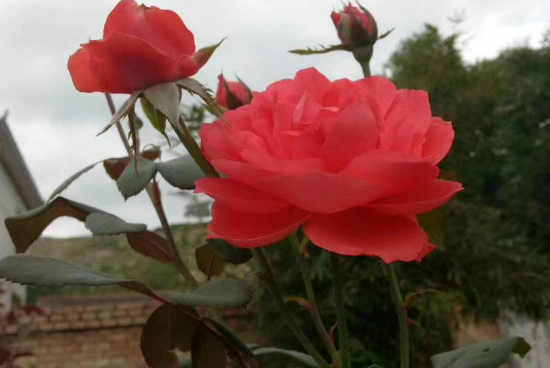 蝶恋花
