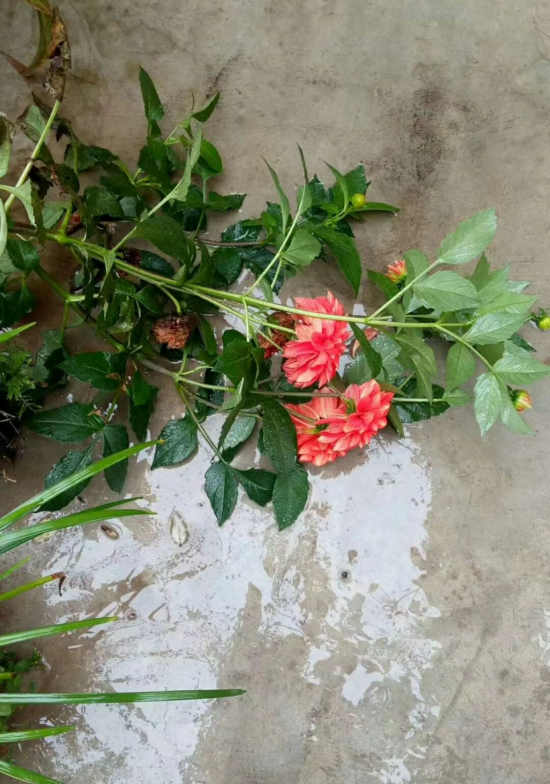 秋残