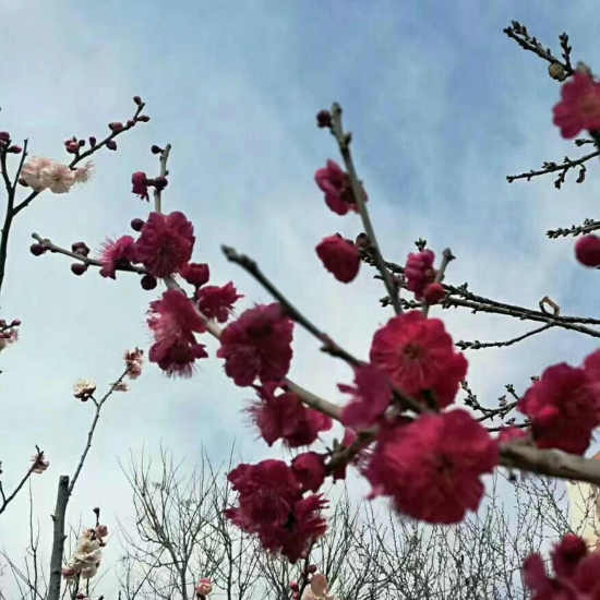 迎春