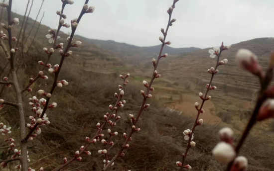探春