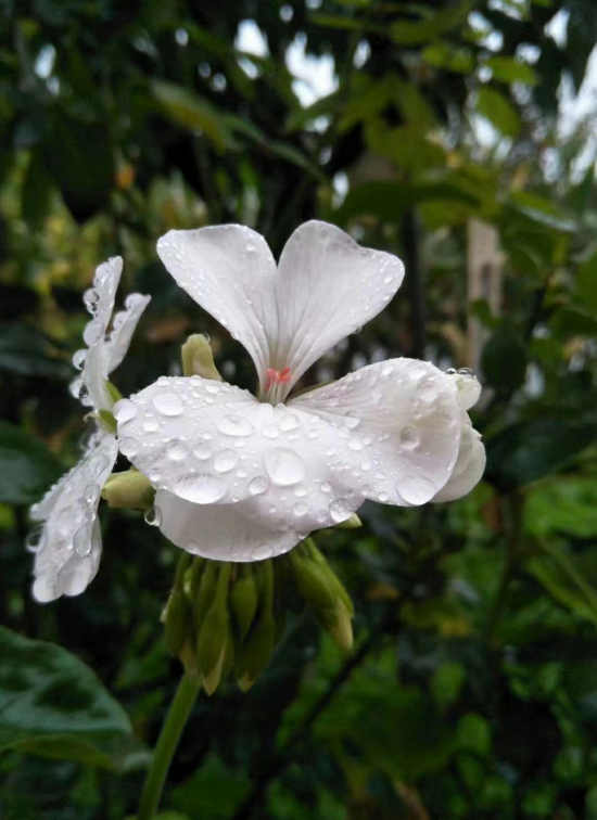 祭雨夫