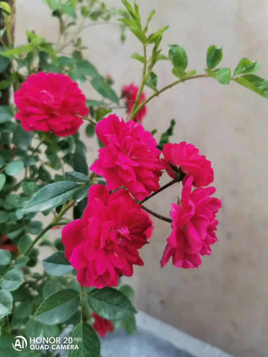 常小康 | 夏殇