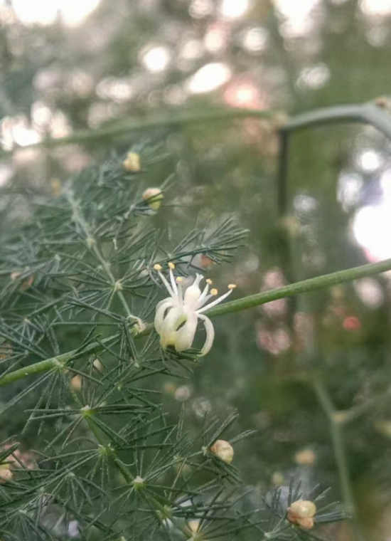 七绝/云竹花开