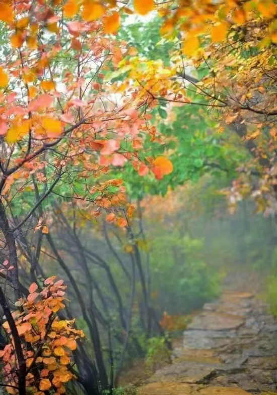 七绝/题图诗