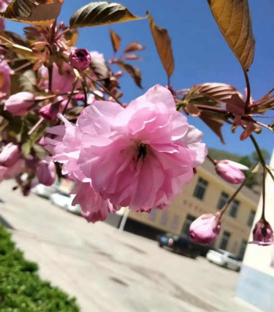 王佳彤|假如我是一朵花