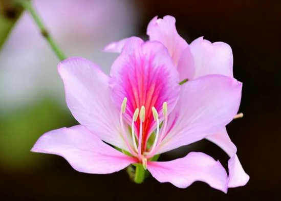 张茜|花