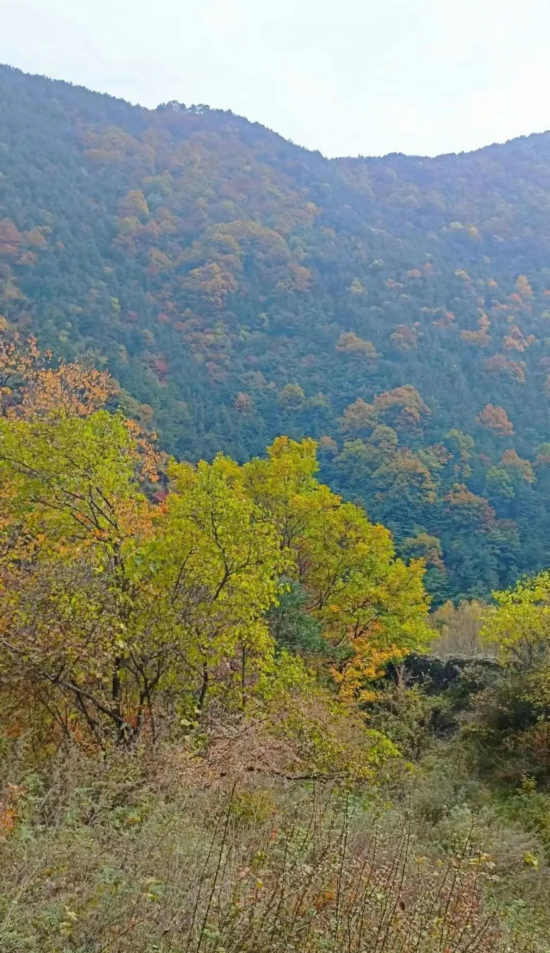 杜伟军/秋