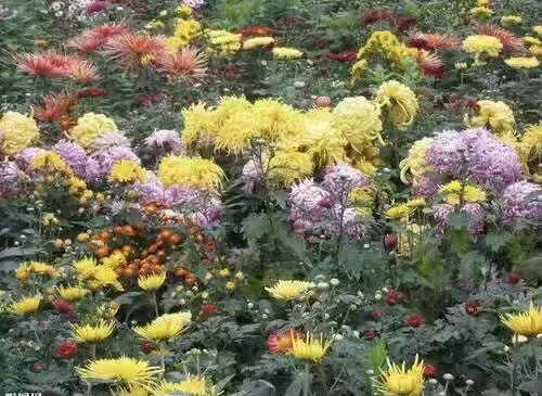 张彩萍/菊