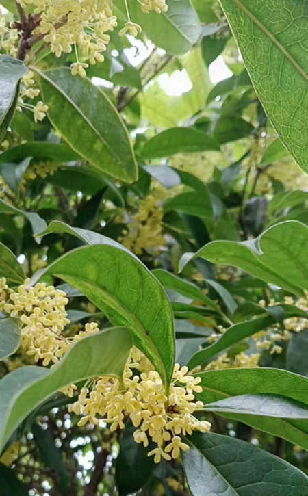 郭明祥|天净沙·秋分 