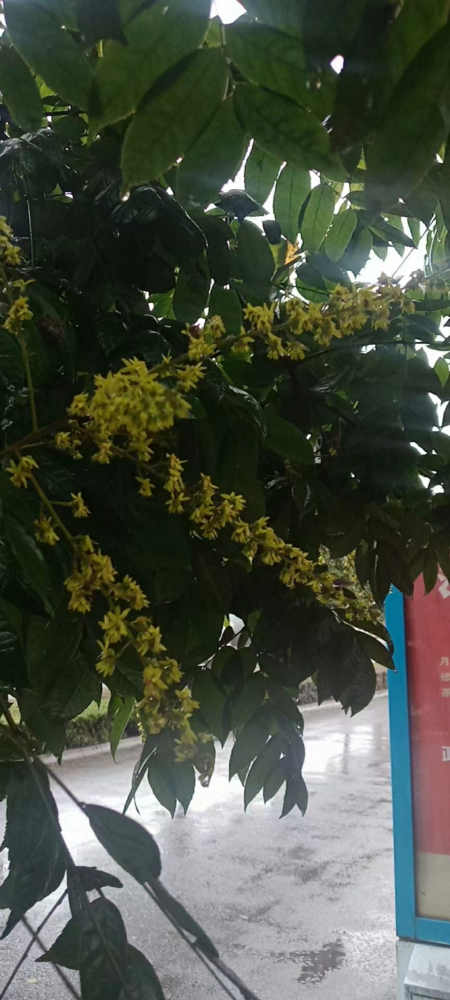 郭明祥|醉秋