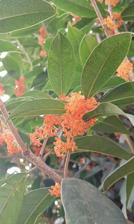 郭明祥|平秋色