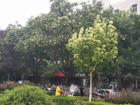 五律/立秋