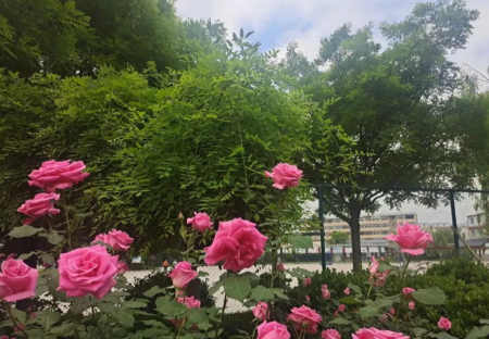 魏澍昕/校园一角