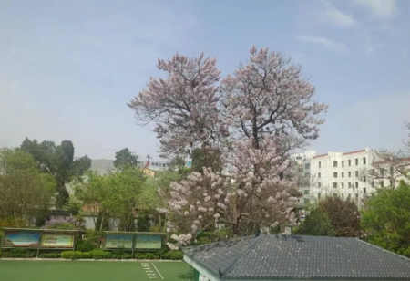 山柳/四小的冬晨