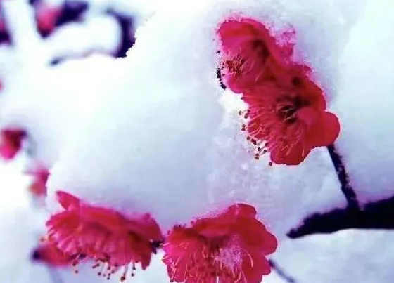 蒋小娟/等雪来