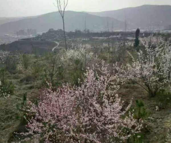 背叛的诺言