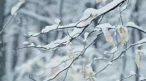 七律/大雪