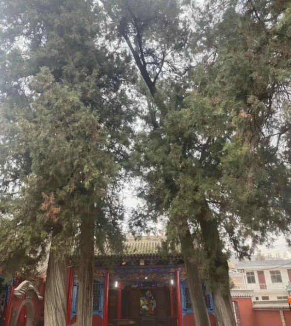 【孟东花/谡谡九柏映村落，幽幽翰墨香万家】图4