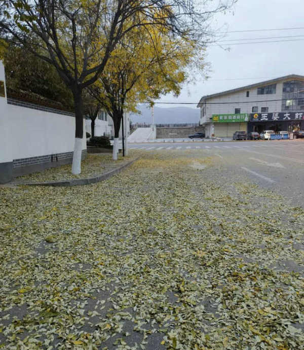 2022.11.28晨.随笔以纪念一个时代