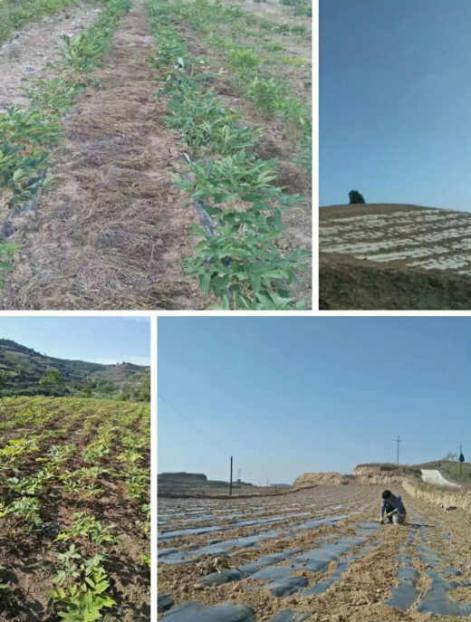 【秦安神仙岭上的牡丹种植人：信念支撑我的人生路】图4