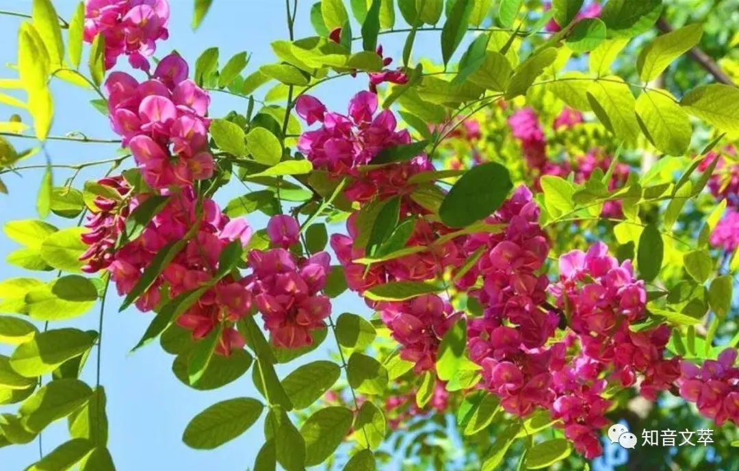 难忘，那童年的槐花香